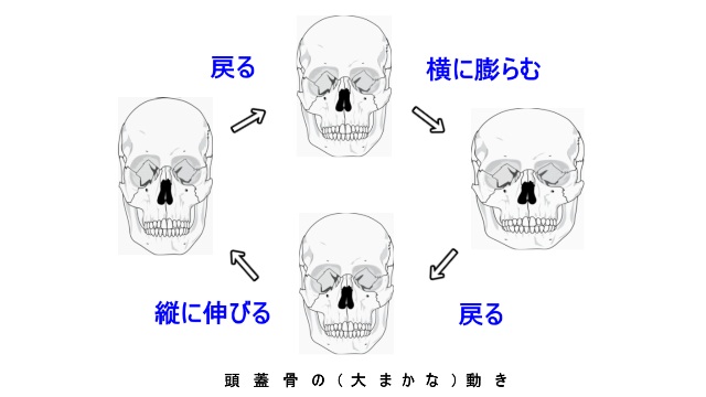 頭蓋骨の動き